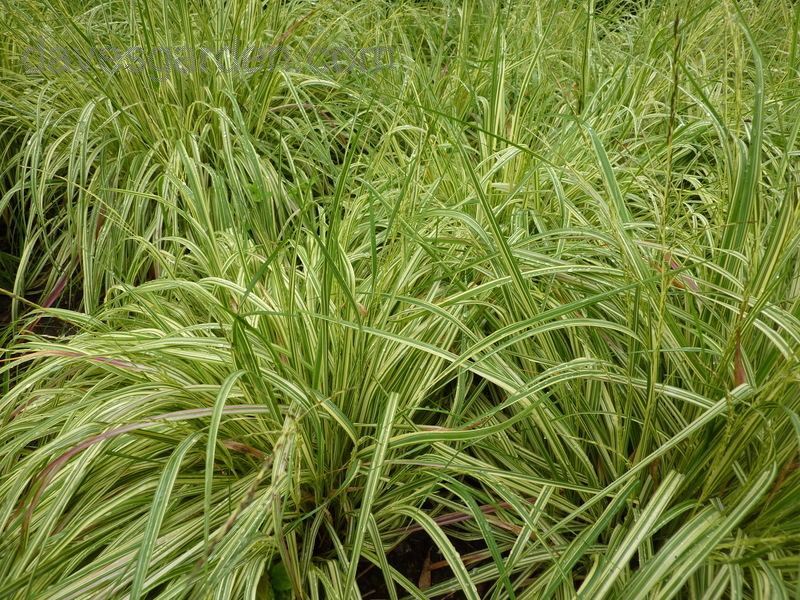 Variegated Moor Grass