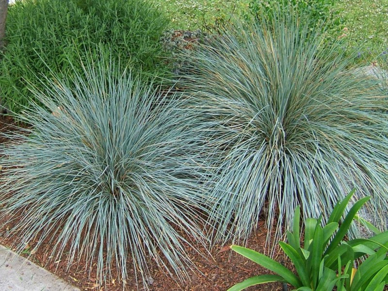 Blue Oat Grass (Helictotrichon sempervirens) growing under the Ceanothus tree.